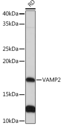 Invitrogen VAMP2 Recombinant Rabbit Monoclonal Antibody (8X9D9) 100 &mu;L;