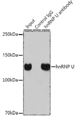 Invitrogen hnRNP U Recombinant Rabbit Monoclonal Antibody (3R3F1) 100 &mu;L;