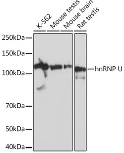 Invitrogen hnRNP U Recombinant Rabbit Monoclonal Antibody (3R3F1) 100 &mu;L;