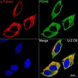 Invitrogen PDIA6 Recombinant Rabbit Monoclonal Antibody (2Q1L1) 100 &mu;L;