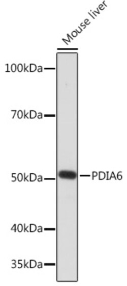 Invitrogen PDIA6 Recombinant Rabbit Monoclonal Antibody (2Q1L1) 100 &mu;L;