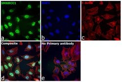 Invitrogen SMARCC1 Recombinant Rabbit Monoclonal Antibody (1R7I6) 100 &mu;L;