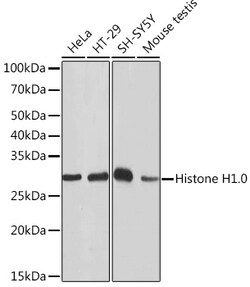 Histone H1.0 Recombinant Rabbit Monoclonal Antibody (5E3Q8) 100 &mu;L:Antibodies,