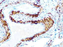 Invitrogen AMPK beta-1 Recombinant Rabbit Monoclonal Antibody (7G8U1) 100