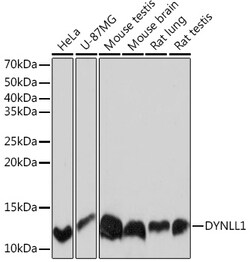 Invitrogen DYNLL1 Recombinant Rabbit Monoclonal Antibody (3Q1J6) 100 &mu;L:Antibodies,