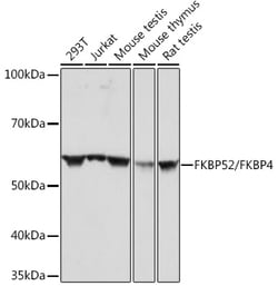 Invitrogen FKBP4 Recombinant Rabbit Monoclonal Antibody (3Q6H2) 100 &mu;L;