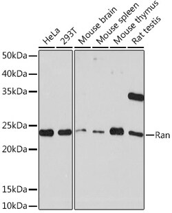 Invitrogen RAN Recombinant Rabbit Monoclonal Antibody (6S5X5) 100 &mu;L;