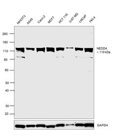 Invitrogen NEDD4 Recombinant Rabbit Monoclonal Antibody (7R0M4) 100 &mu;L:Antibodies,
