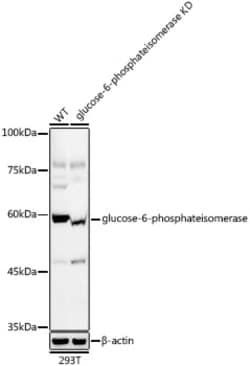 Invitrogen GPI Recombinant Rabbit Monoclonal Antibody (2Y8R0) 100 &mu;L;