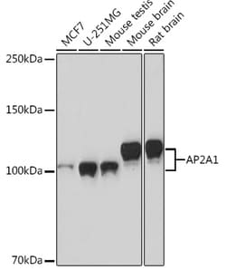 Invitrogen alpha Adaptin Recombinant Rabbit Monoclonal Antibody (8R8B6)