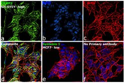 Invitrogen CRMP2 Recombinant Rabbit Monoclonal Antibody (0A1T1) 100 &mu;L;