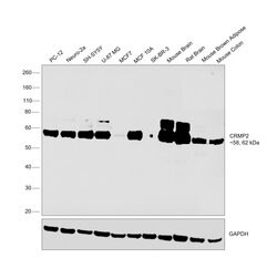 Invitrogen CRMP2 Recombinant Rabbit Monoclonal Antibody (0A1T1) 100 &mu;L;