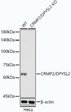 Invitrogen CRMP2 Recombinant Rabbit Monoclonal Antibody (0A1T1) 100 &mu;L;