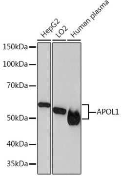 Invitrogen Apolipoprotein L1 Recombinant Rabbit Monoclonal Antibody (1A8N2)