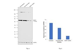Invitrogen SENP1 Recombinant Rabbit Monoclonal Antibody (1C3I4) 100 &mu;L;