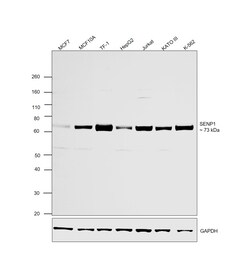 Invitrogen SENP1 Recombinant Rabbit Monoclonal Antibody (1C3I4) 100 &mu;L;