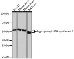 Invitrogen WARS Recombinant Rabbit Monoclonal Antibody (3B2F10) 100 &mu;L | Buy Online | Invitrogen&trade; | Fisher Scientific