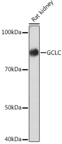 Invitrogen GCLC Recombinant Rabbit Monoclonal Antibody (0X1H3) 100 &mu;L:Antibodies,