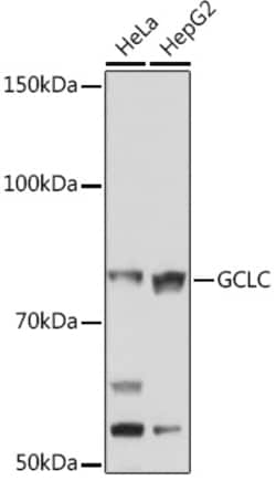 Invitrogen GCLC Recombinant Rabbit Monoclonal Antibody (0X1H3) 100 &mu;L:Antibodies,