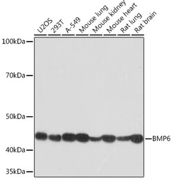 Invitrogen BMP6 Recombinant Rabbit Monoclonal Antibody (6N5S9) 100 &mu;L;
