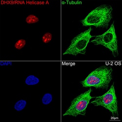 Invitrogen&trade;&nbsp;DHX9 Recombinant Rabbit Monoclonal Antibody (2I6C5)
