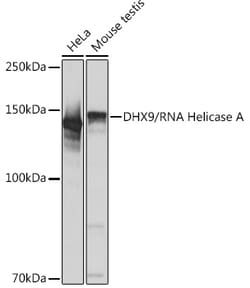 Invitrogen DHX9 Recombinant Rabbit Monoclonal Antibody (2I6C5) 100 &mu;L;
