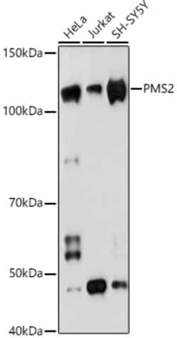 Invitrogen PMS2 Recombinant Rabbit Monoclonal Antibody (4E5F1) 100 &mu;L;