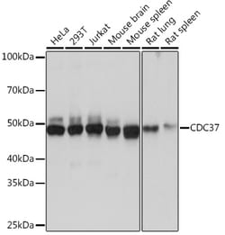 Invitrogen CDC37 Recombinant Rabbit Monoclonal Antibody (6X0A3) 100 &mu;L:Antibodies,