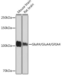 Invitrogen GluR4 Recombinant Rabbit Monoclonal Antibody (4M5D0) 100 &mu;L | Buy Online | Invitrogen&trade; | Fisher Scientific