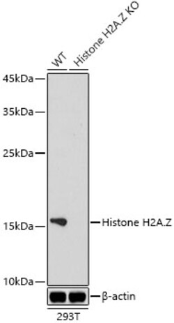 Invitrogen Histone H2A.Z Recombinant Rabbit Monoclonal Antibody (2X2I10)