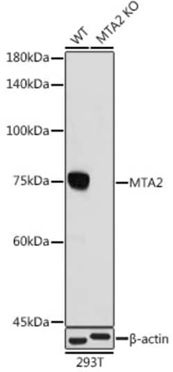 Invitrogen MTA2 Recombinant Rabbit Monoclonal Antibody (9A5Y7) 100 &mu;L:Antibodies,
