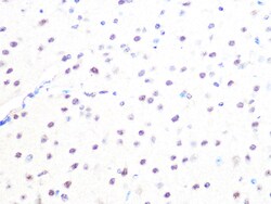 Invitrogen MAD2L2 Recombinant Rabbit Monoclonal Antibody (7B6I2) 100 &mu;L:Antibodies,