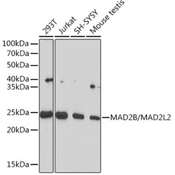 Invitrogen MAD2L2 Recombinant Rabbit Monoclonal Antibody (7B6I2) 100 &mu;L:Antibodies,