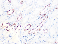 Invitrogen PDHB Recombinant Rabbit Monoclonal Antibody (7V8O5) 100 &mu;L:Antibodies,