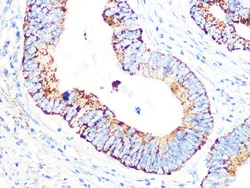 Invitrogen PDHB Recombinant Rabbit Monoclonal Antibody (7V8O5) 100 &mu;L:Antibodies,