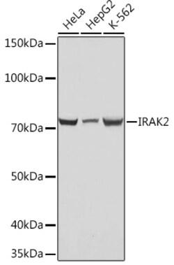 Invitrogen IRAK2 Recombinant Rabbit Monoclonal Antibody (10G3F8) 100 &mu;L | Buy Online | Invitrogen&trade; | Fisher Scientific