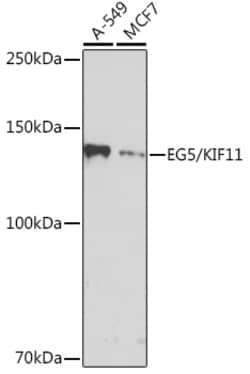 Invitrogen KIF11 Recombinant Rabbit Monoclonal Antibody (6G8V8) 100 &mu;L | Buy Online | Invitrogen&trade; | Fisher Scientific
