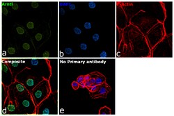 Invitrogen BMAL1 Recombinant Rabbit Monoclonal Antibody (4F5N3) 100 &mu;L:Antibodies,