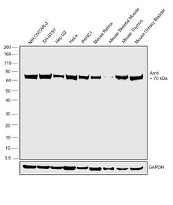 Invitrogen BMAL1 Recombinant Rabbit Monoclonal Antibody (4F5N3) 100 &mu;L:Antibodies,