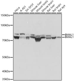 Invitrogen BMAL1 Recombinant Rabbit Monoclonal Antibody (4F5N3) 100 &mu;L:Antibodies,