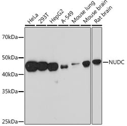 Invitrogen NUDC Recombinant Rabbit Monoclonal Antibody (8A5H4) 100 &mu;L;