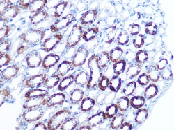 Invitrogen BAG3 Recombinant Rabbit Monoclonal Antibody (8P3W7) 100 &mu;L;