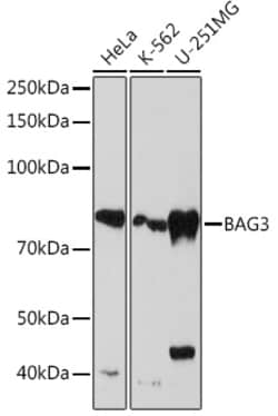 Invitrogen BAG3 Recombinant Rabbit Monoclonal Antibody (8P3W7) 100 &mu;L;
