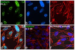 Invitrogen Gephyrin Recombinant Rabbit Monoclonal Antibody (9D0B0) 100