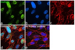 Invitrogen Gephyrin Recombinant Rabbit Monoclonal Antibody (9D0B0) 100