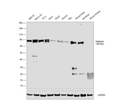 Invitrogen Gephyrin Recombinant Rabbit Monoclonal Antibody (9D0B0) 100