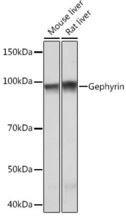Invitrogen Gephyrin Recombinant Rabbit Monoclonal Antibody (9D0B0) 100