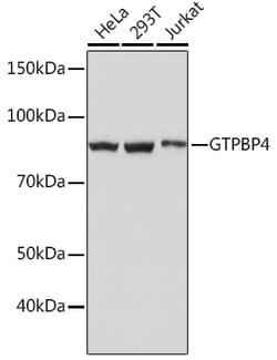 Invitrogen GTPBP4 Recombinant Rabbit Monoclonal Antibody (7O5L6) 100 &mu;L;