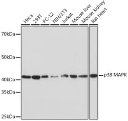 p38 MAPK Recombinant Rabbit Monoclonal Antibody (8O9O8) 100 &mu;L:Antibodies,