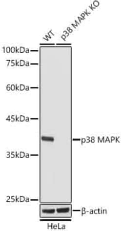 p38 MAPK Recombinant Rabbit Monoclonal Antibody (8O9O8) 100 &mu;L:Antibodies,